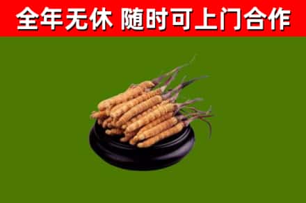 青原区回收散虫草