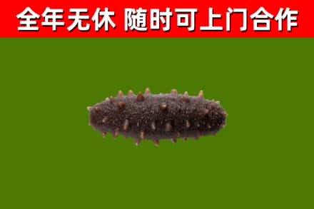青原区回收海参干